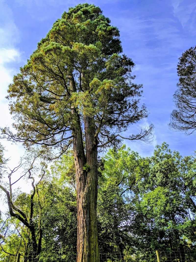 Rare And Ancient Trees That Defy Belief