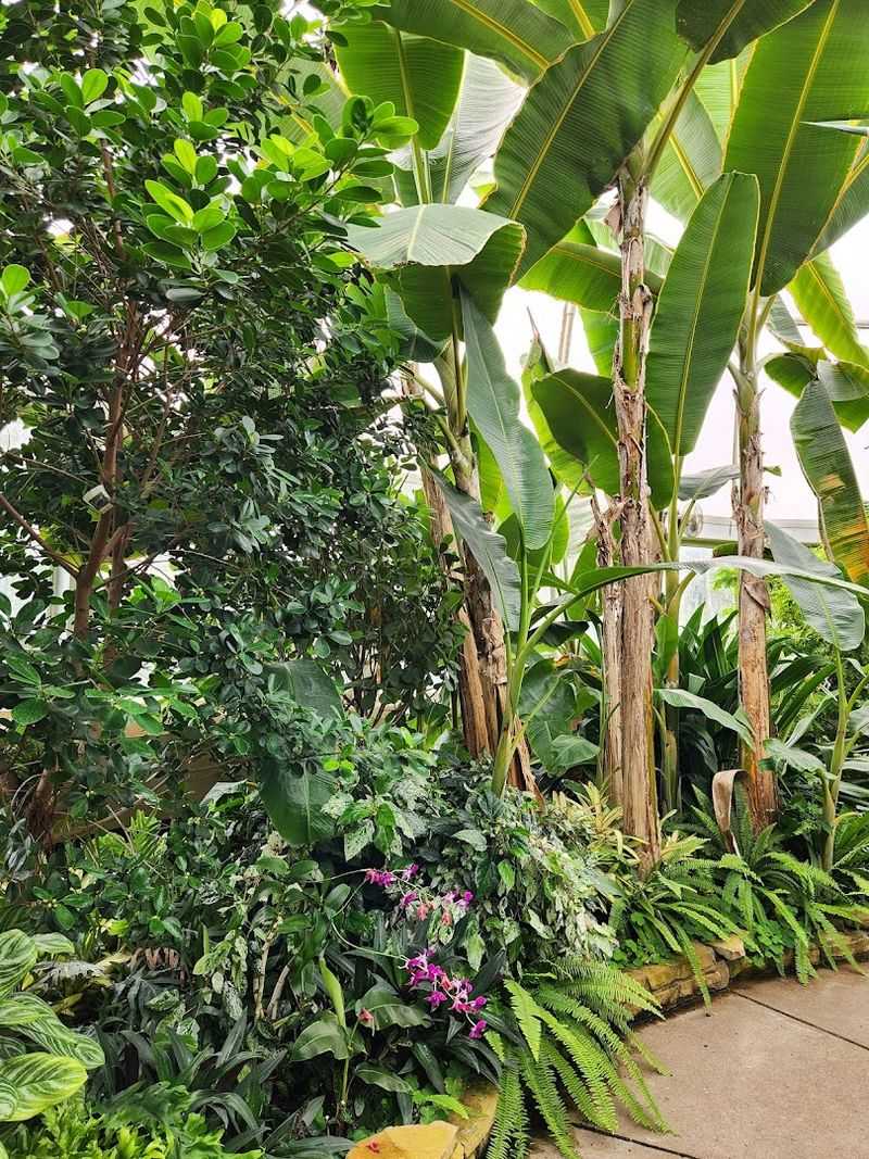 Hosta Hillside And Stream