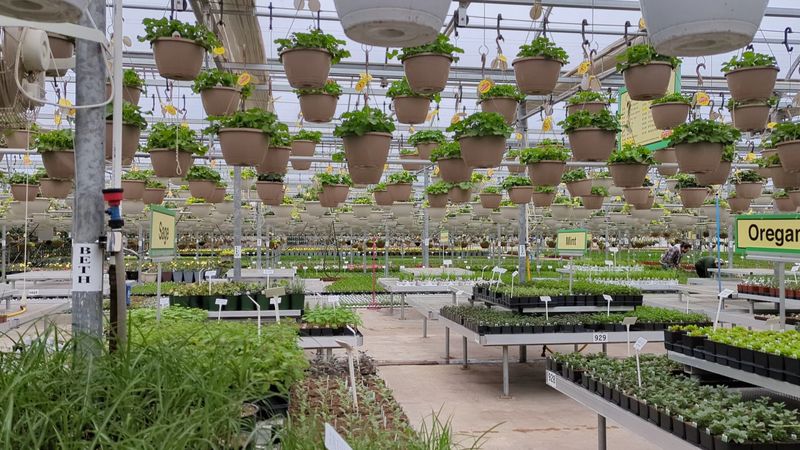 Rare And Hard-To-Find Plant Varieties 