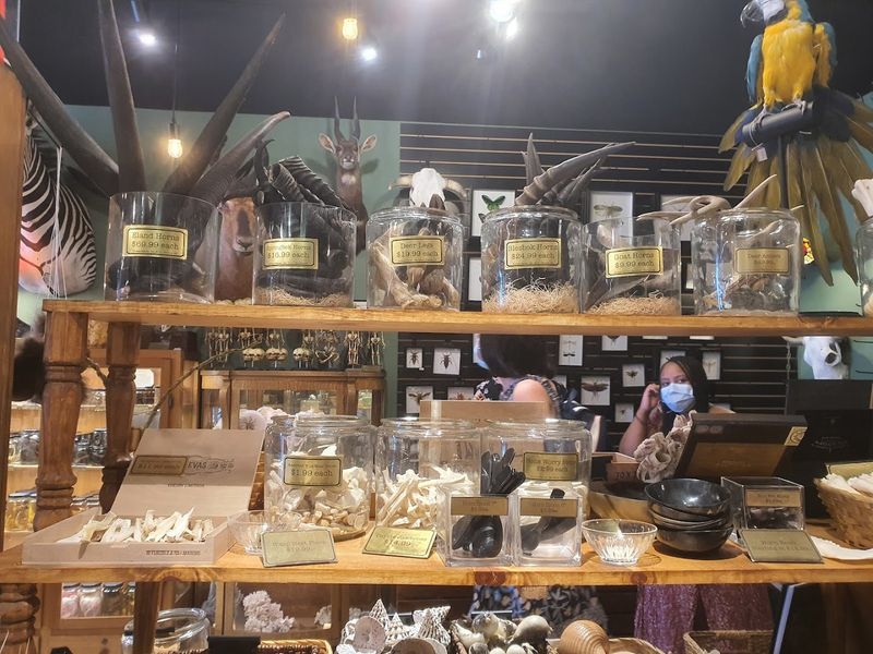Rare Animal Bones, Skulls, And Human Teaching Specimens