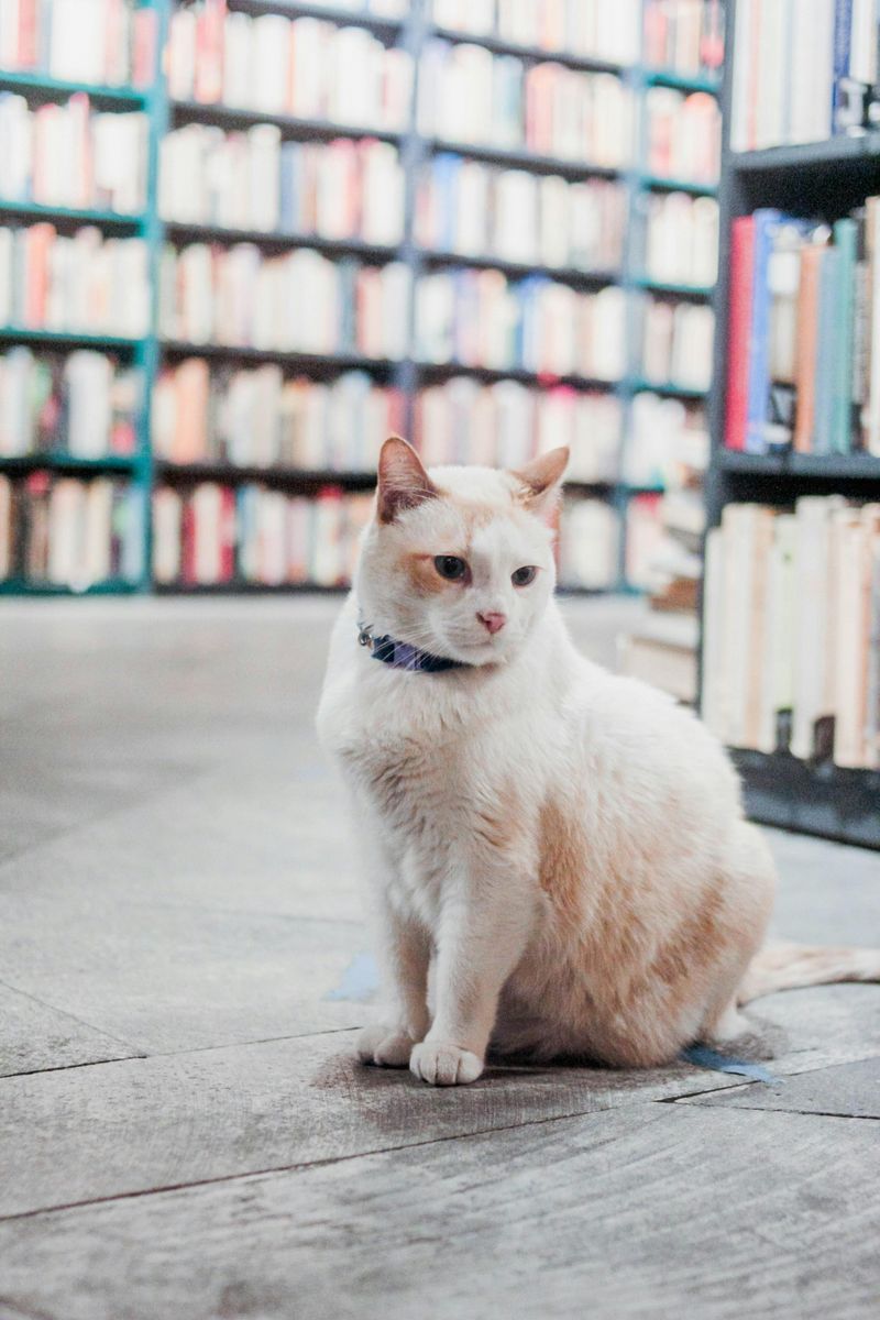 The Cats Who Run The Place