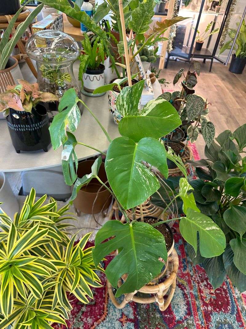 Rare Plants That Collectors Chase