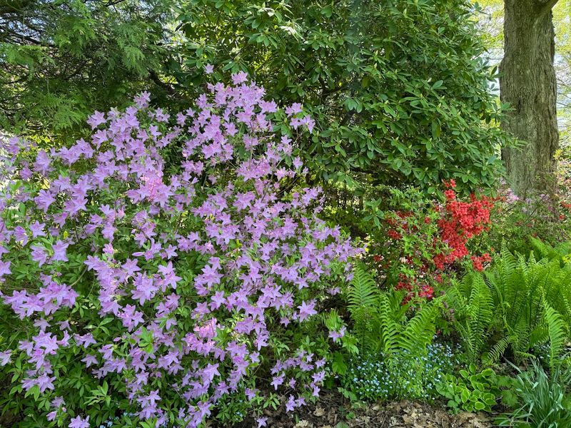 Rare Plants You Will Not Find Just Anywhere