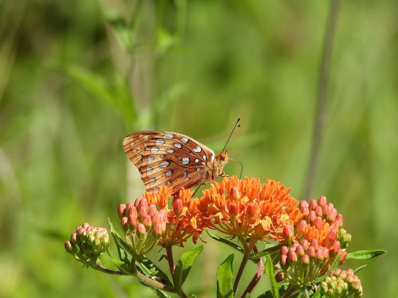 Rare Plants and Critters Keep Scientists Very Busy