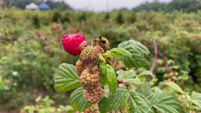 Raspberries Take Their Turn