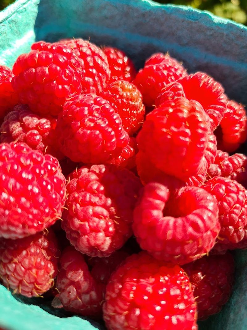 Raspberry Season Is Its Own Kind Of Magic