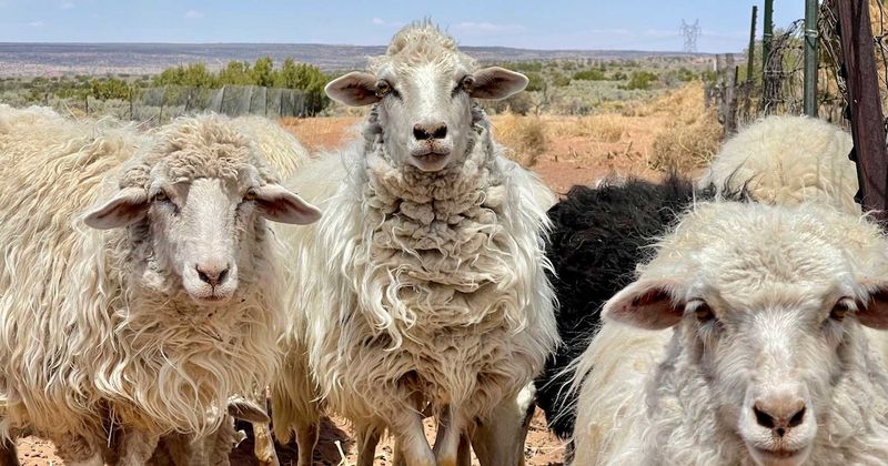 Navajo-Churro Lamb: Heritage Breed Delicacy