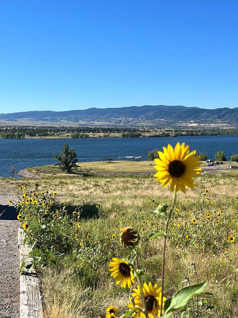 Rattlesnakes Really Do Call These Grasslands Home
