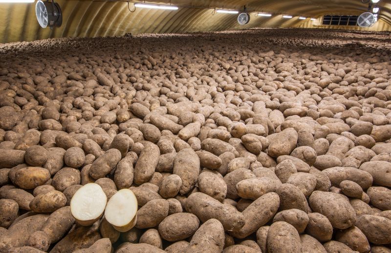 The Legendary Potato Supplier Contracts