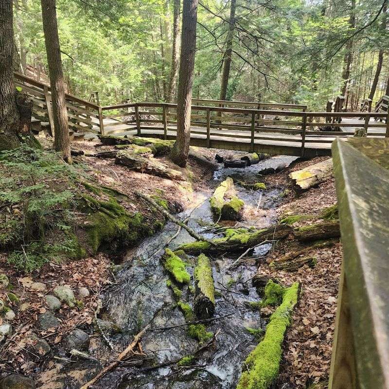 Boardwalks Over Living Water