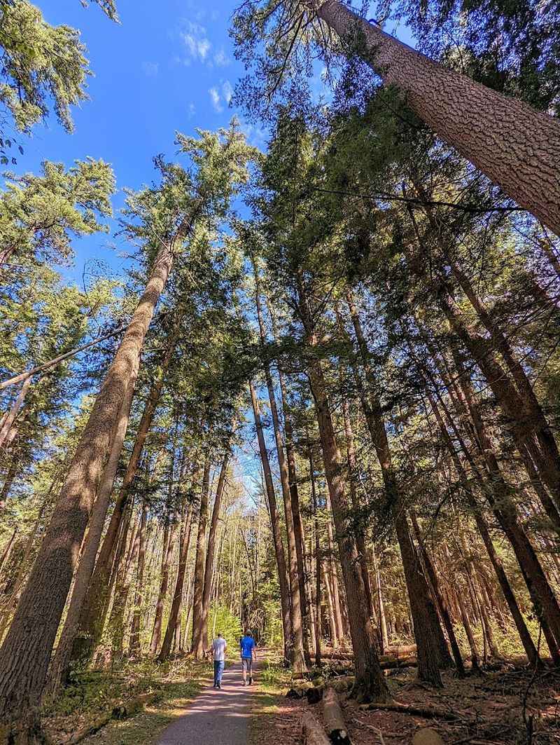 Remember Why These Trees Are Still Here