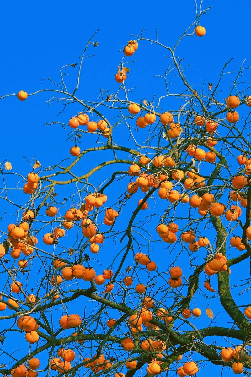 Reading The Future In A Persimmon Seed