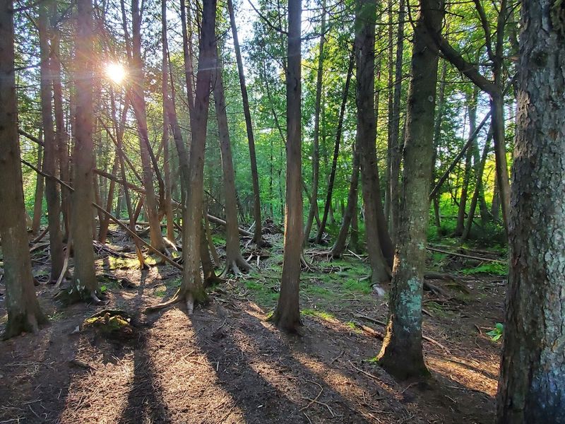 Boardwalk Quiet And Forest Edge