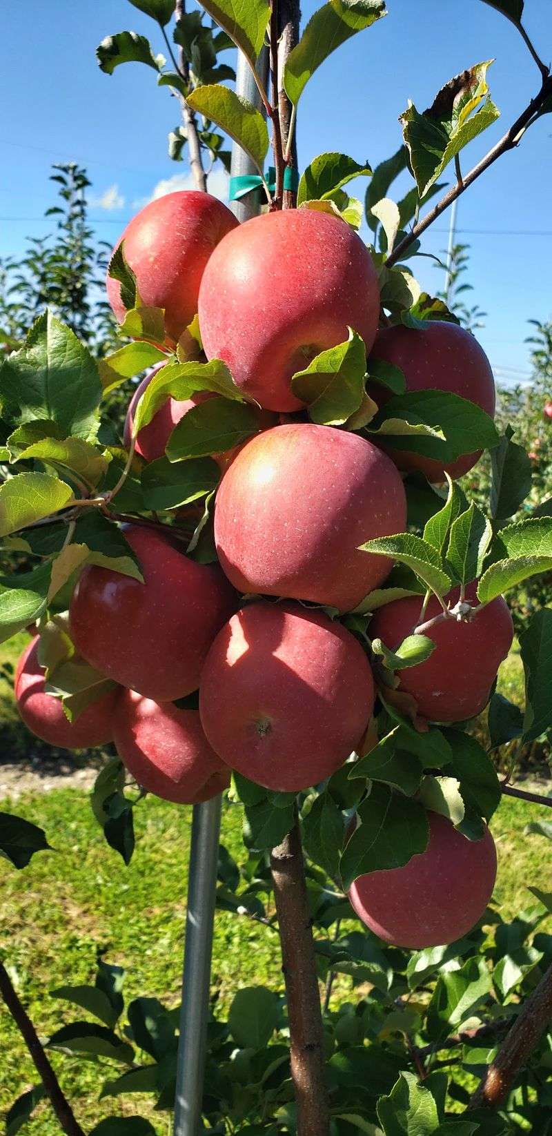 Ready, Aim, Apple!
