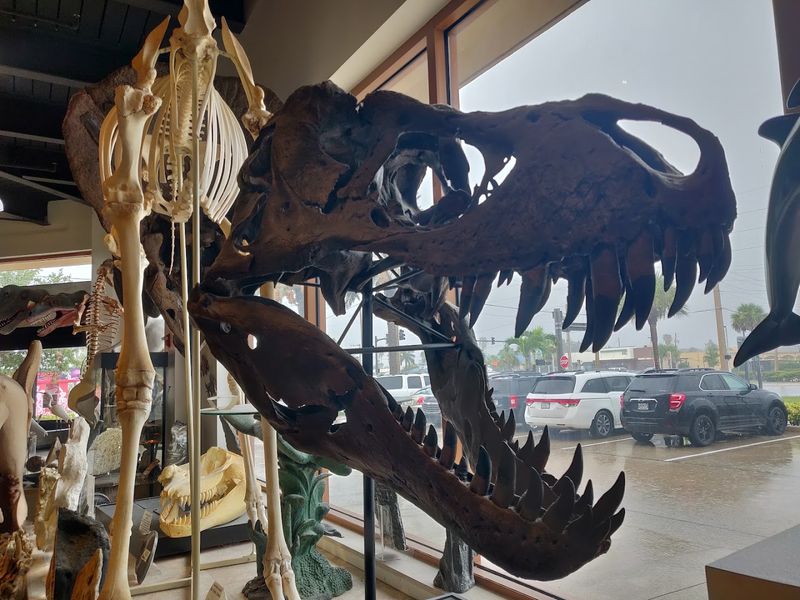 Real Fossils You Can Actually Buy And Take Home
