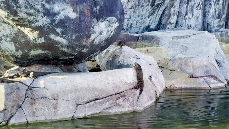 Real Iguanas Have Made The Statue's Pond Their Home