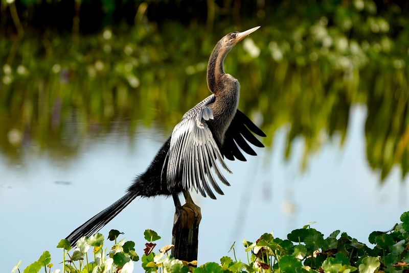 Free Access Draws International Visitors