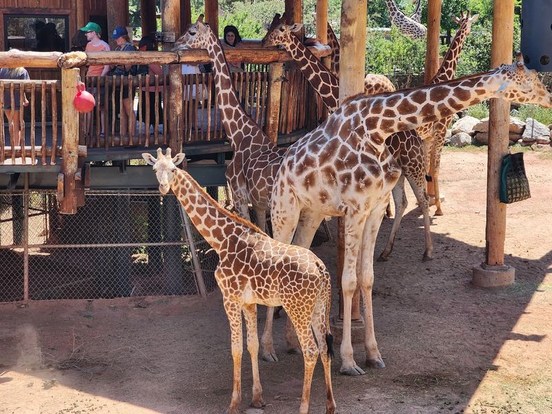 Cheyenne Mountain Zoo - Colorado Springs