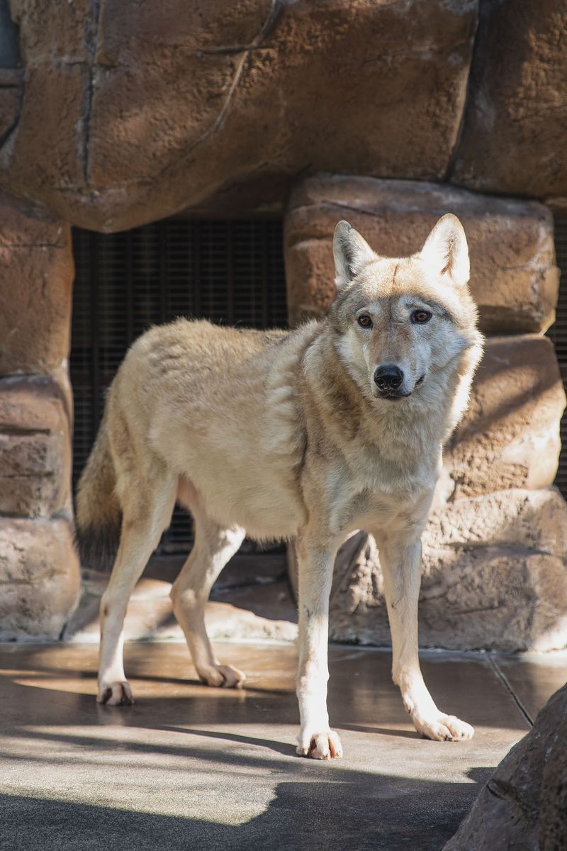 Red Wolves And The Conservation Mission