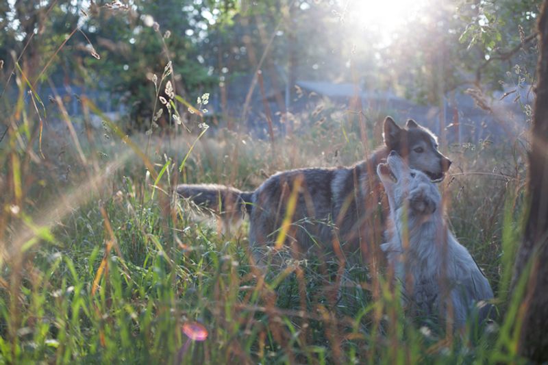 Red Wolves, Mexican Wolves, and a Recovery Mission