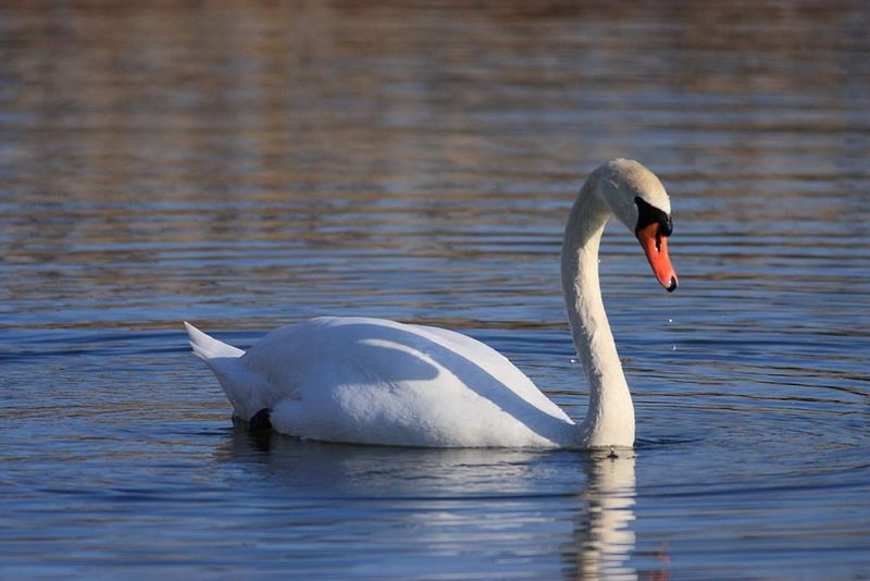 Swan Meat: The Royal Bird Protection