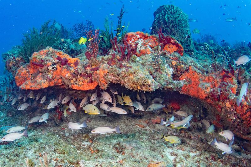 Dive Charters That Take You Straight To The Good Stuff