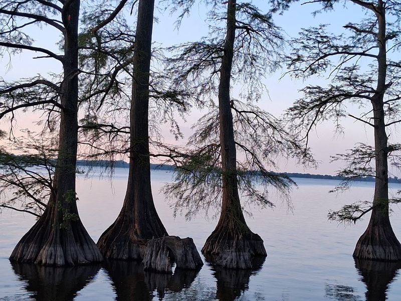 Reelfoot Lake State Park