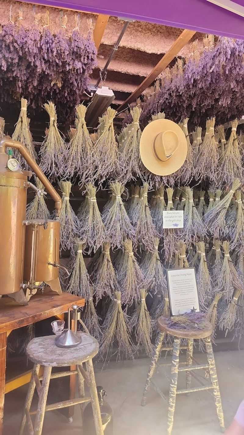 The Farm Atmosphere Delivers A Genuinely Calming Experience