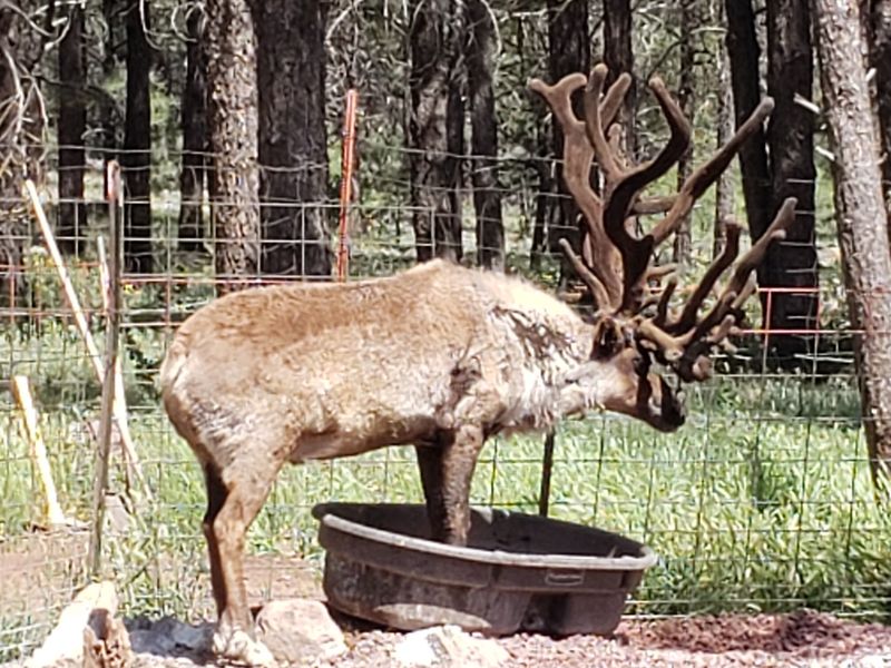 Reindeer In The Arizona Pines? Yes, Really Reindeer In The Arizona Pines? Yes, Really