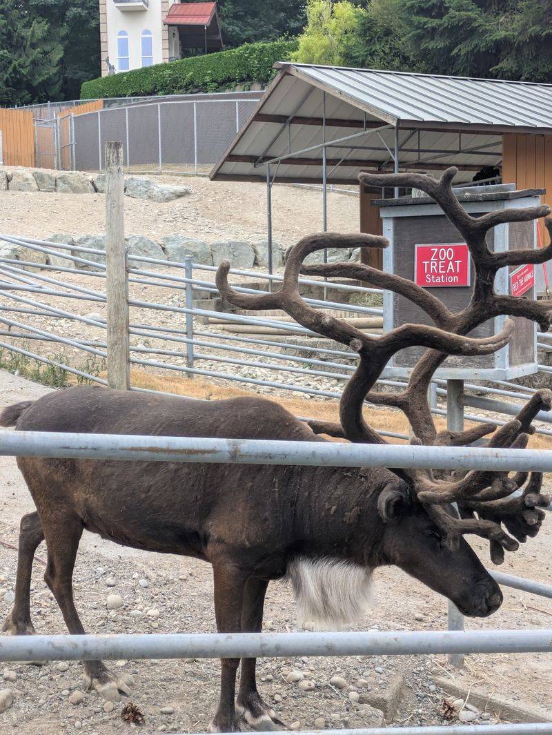Reindeer With Velvet Antlers