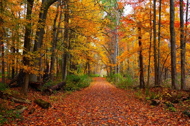 Reinstein Woods Nature Preserve