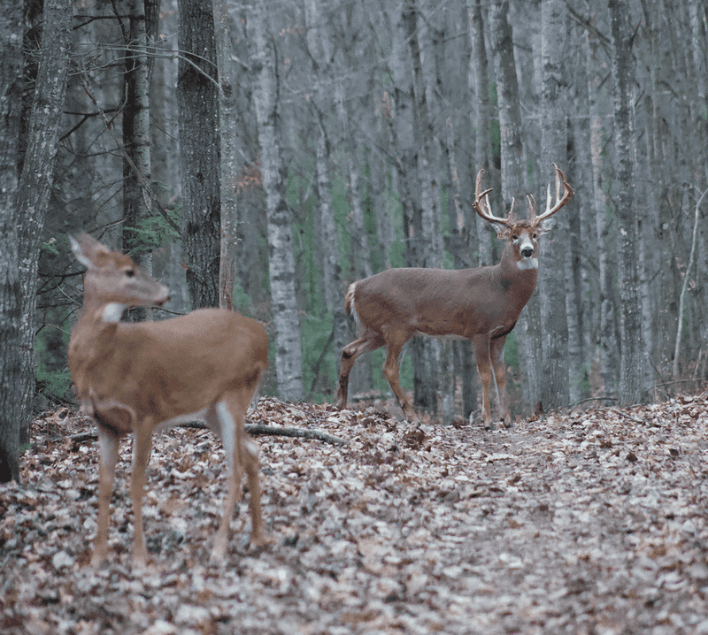 Remember That Hunting Is Part Of The Ranch Identity