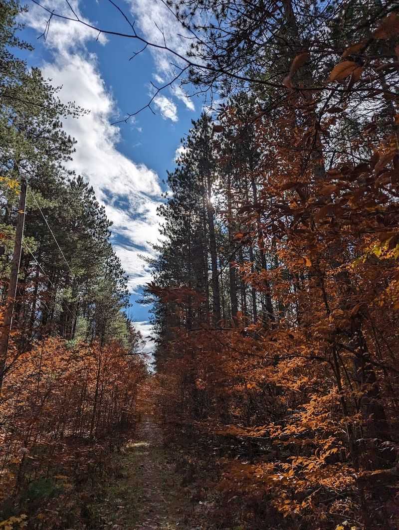 Branch Out Onto The Longer Trail Network