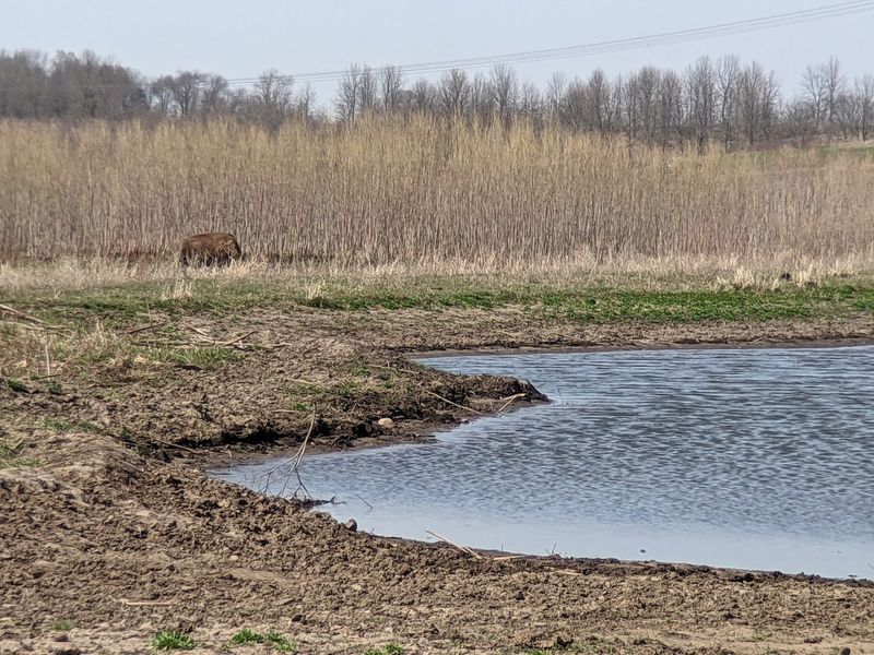 Wetlands And Woodlands Add To The Diversity
