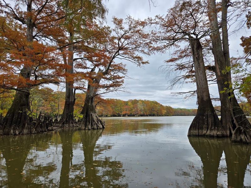 Quiet Oxbow Lakes Reflecting Wild Scenery