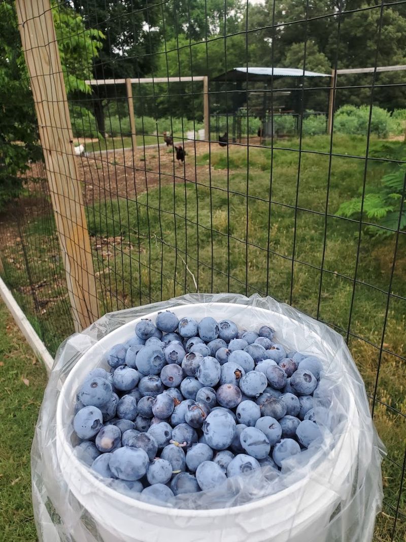 Renee's Berry Garden, London