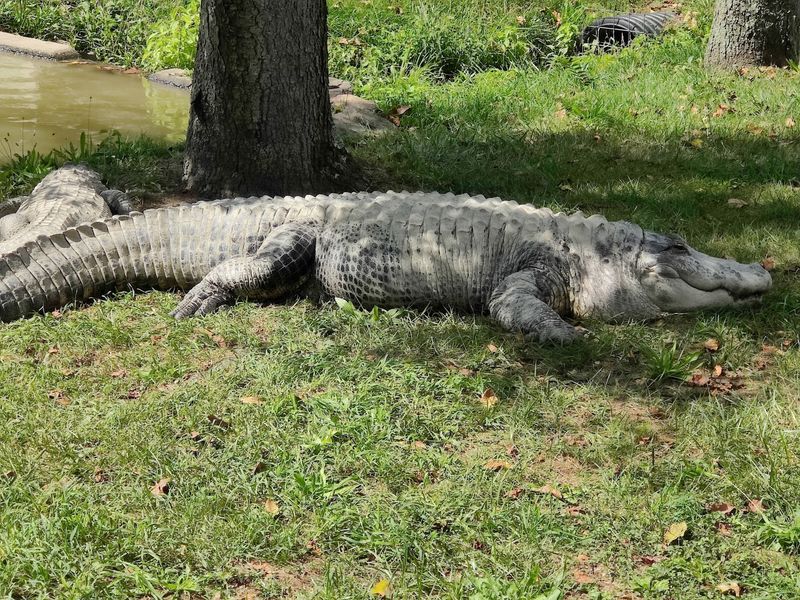 Reptile Shows And A Full Reptile House