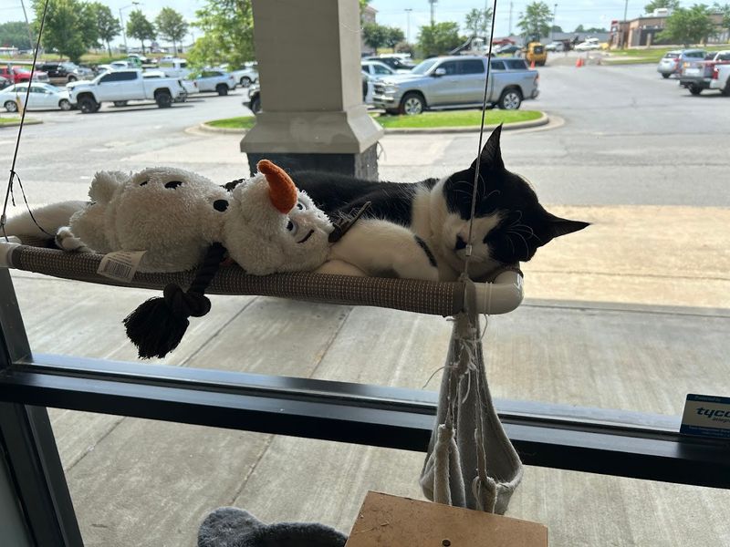 Calm Social Space Designed For Feline Comfort