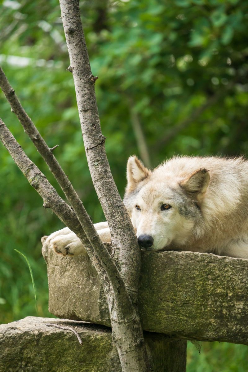 Meet The White Wolf And Woodland Neighbors