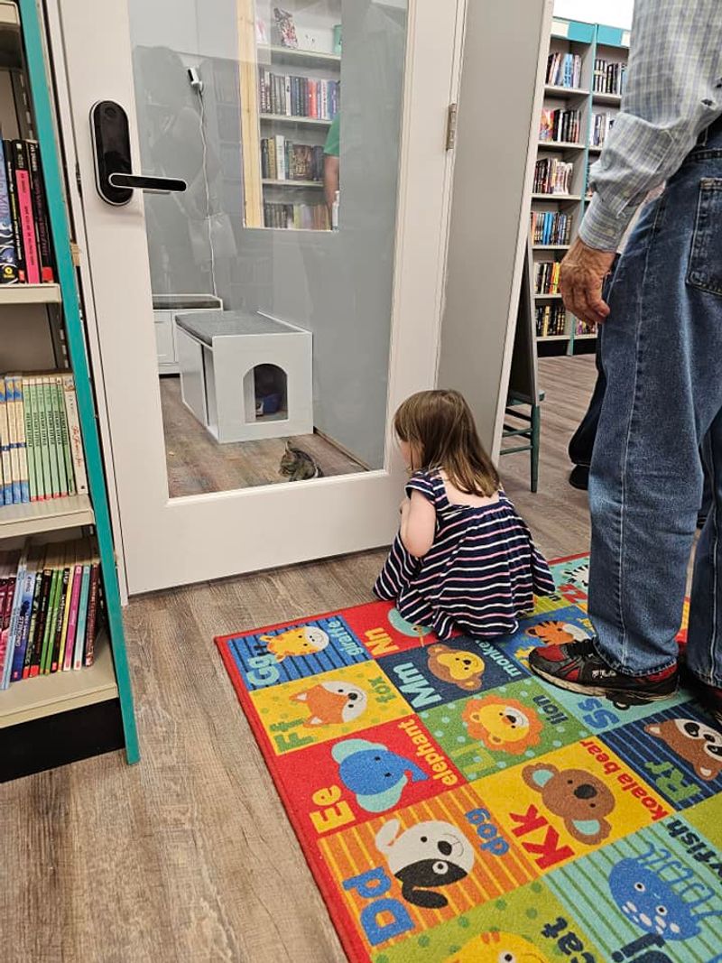 Rescue cats and kitten rooms as the main surprise