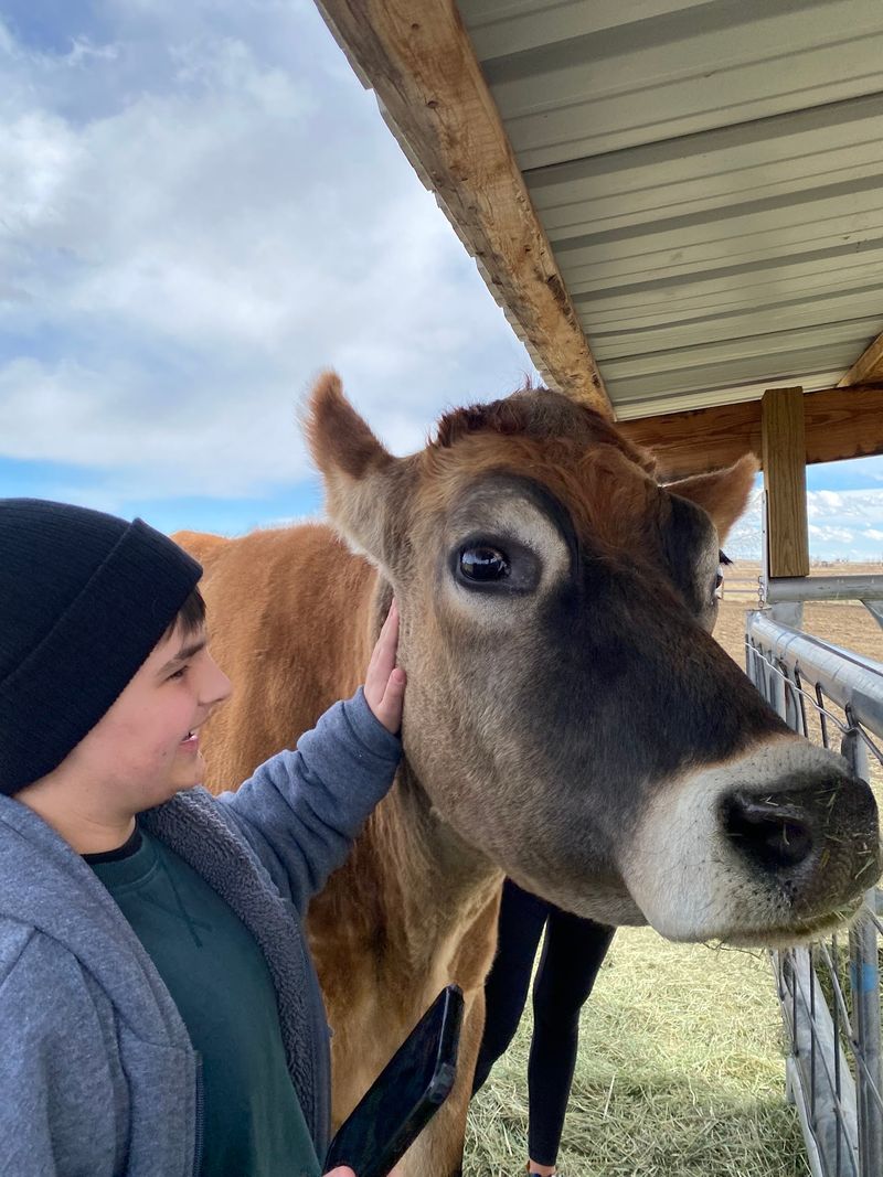 Rescued Cows With Names And Stories