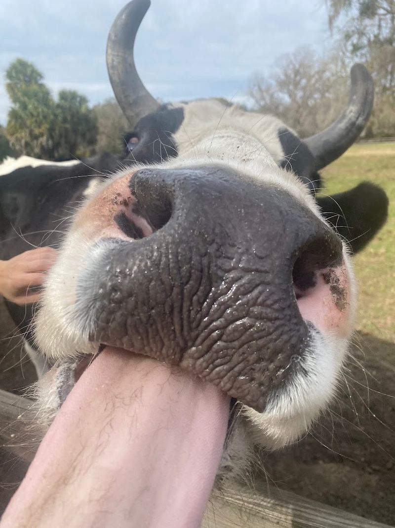 Rescued Farm Animals Living Their Best Lives