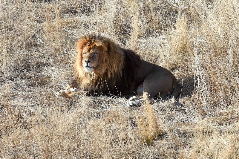Rescued Lions Roaming the Colorado Plains