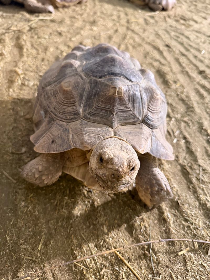 Rescued Reptiles Add A Second Layer
