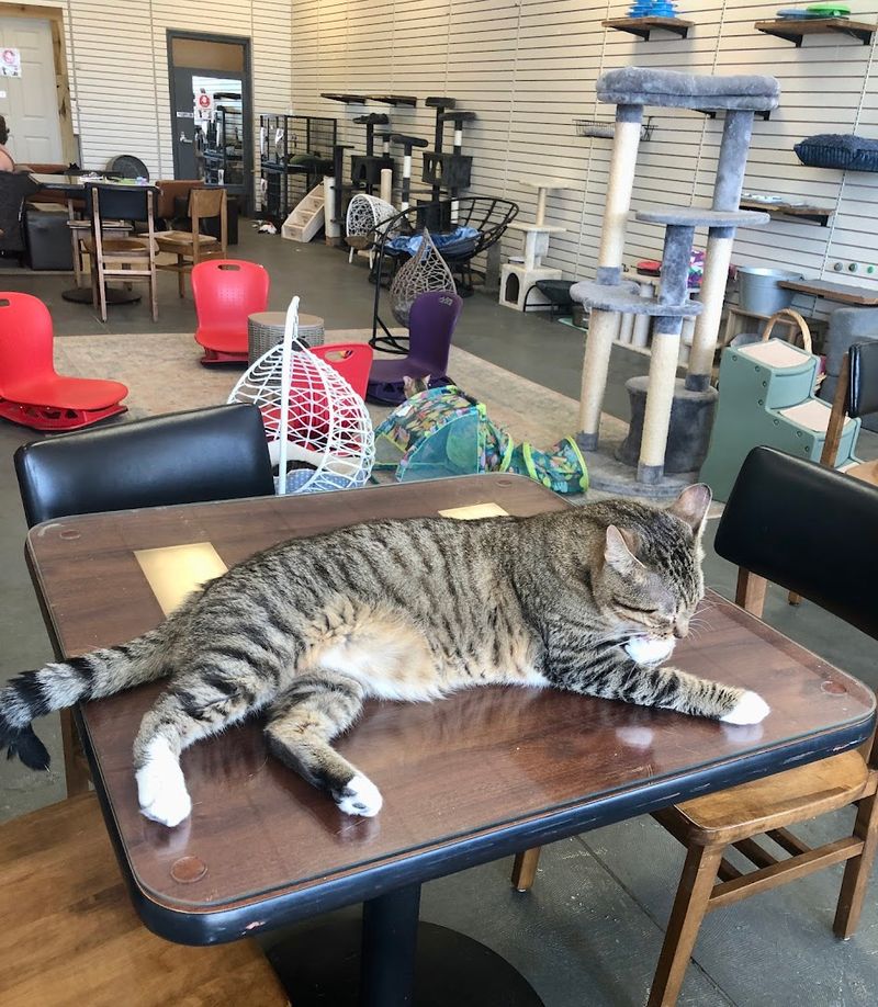 Growing Popularity Draws Cat Lovers From Across The Region