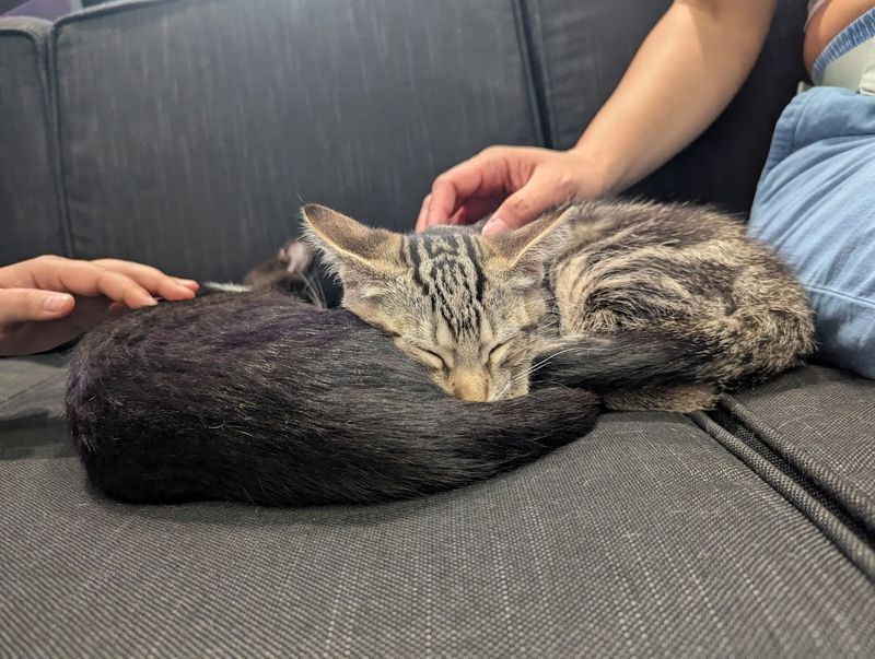 The Adoption Process Is Thoughtful, Not Rushed