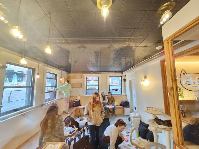 Generous Hours Mean More Chances For Feline Fun