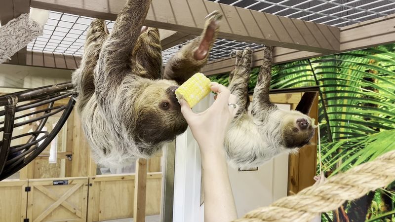 Reserve Special Animal Encounters Early