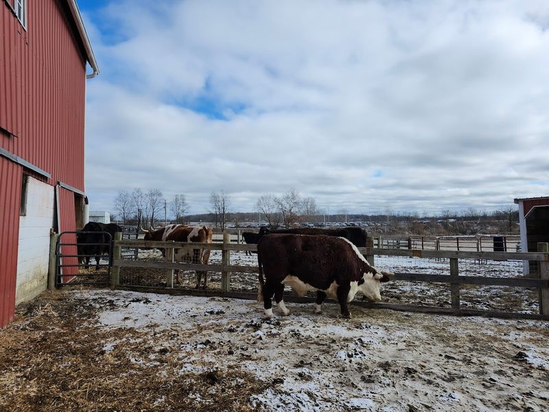 Respect The Boundaries Around Pigs And Cows Respect The Boundaries Around Pigs And Cows