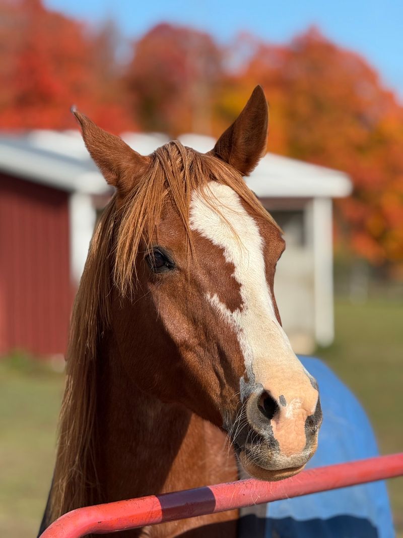 Respect The Horses And Working Farm